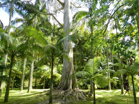 Vysoký Eucalyptus v botanické zahradě Terra Nostra
