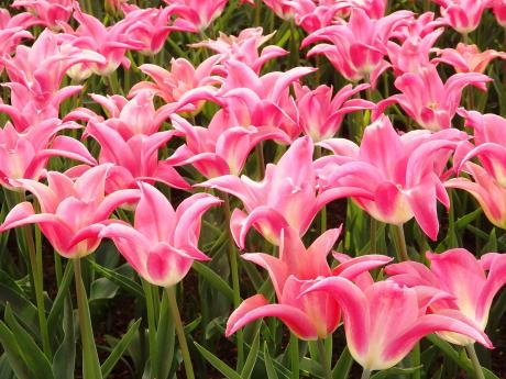 Keukenhof - tulipány, kam se podíváš :-)