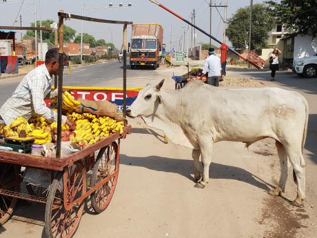 Krávy jsou v Indii posvátné, proto se mohou volně pohybovat či "nakupovat"