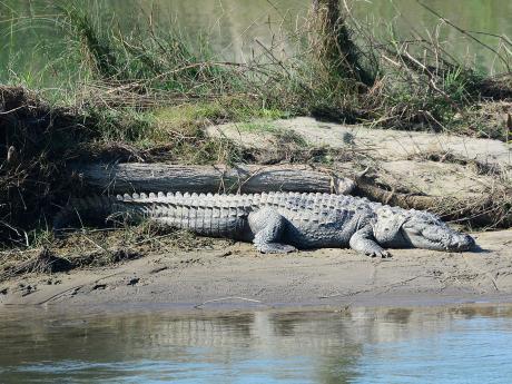Na březích řeky v NP Čitvan můžete pozorovat volně žijící krokodýly 