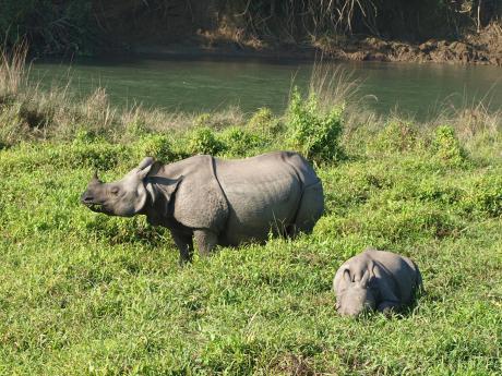 Při troše štěstí lze v Čitvanu potkat nosorožce indického