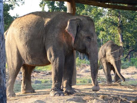 Návštěva sloního sirotčince v národním parku Čitvan