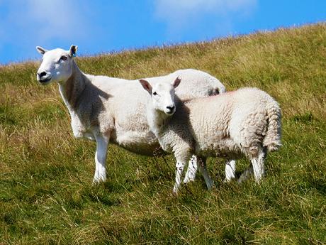 K Irsku neodmyslitelně patří ovce
