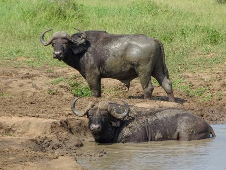 Buvoli patří mezi nejnebezpečnější zvířata africké velké pětky
