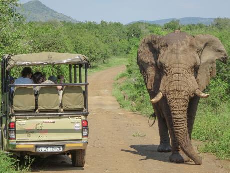 Během safari je někdy možné pozorovat zvířata opravdu zblízka