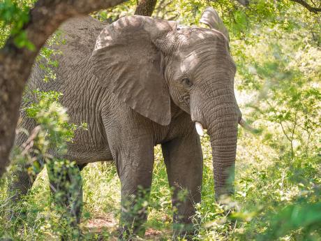 Nově narozené mládě slona afrického může vážit i úctyhodných 120 kg
