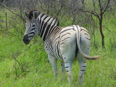 Každá zebra má naprosto jedinečné černo-bílé pruhování