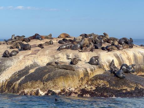 Skalnatý ostrůvek Duiker Island obývá početná kolonie lachtanů