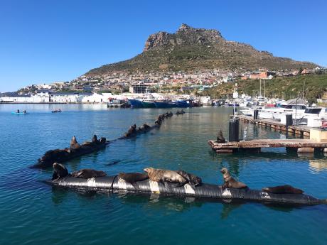 Lachtani odpočívající v přístavu městečka Hout Bay