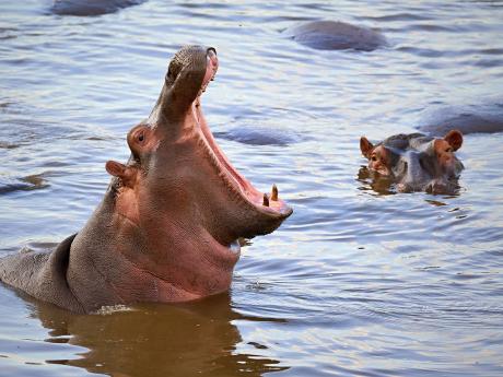 iSimangaliso Wetland Park obývá na 800 hrochů obojživelných