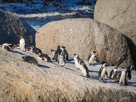 Pláž Boulders Beach je domovem kolonie tučňáků brýlových
