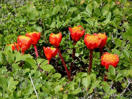Fynbos je jedinečný typ vegetace typický pro oblast Kapska