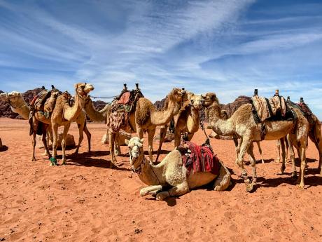 Ve Wadi Rum se můžete setkat s domestikovanými i divokými velbloudy
