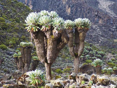 Dominantním prvkem vysokohorské flóry na Kilimandžáru jsou starčeky