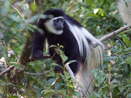 Typickým obyvatelem národního parku Arusha je černobílá gueréza pláštíková