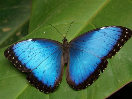 Modrásci Morpho patří k největším a nejkrásnějším motýlům planety
