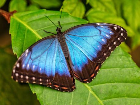 Modrásci Morpho patří k největším a nejkrásnějším motýlům planety