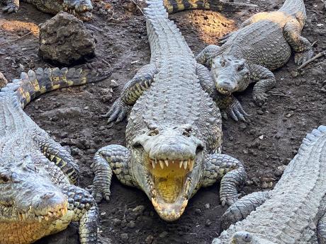 Během návštěvy farmy si lze krokodýly prohlédnout pěkně zblízka