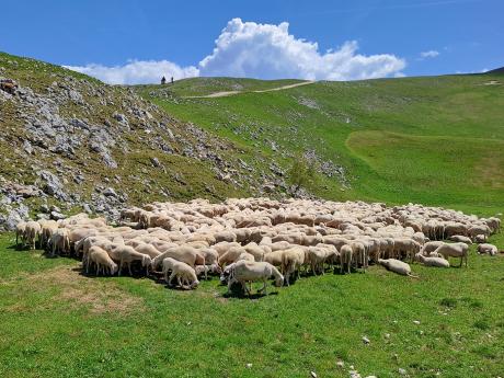 Zelené louky v pohoří Monte Baldo poskytují útočiště stádům ovcí