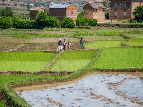 Pohled na rýžová políčka Madagaskaru