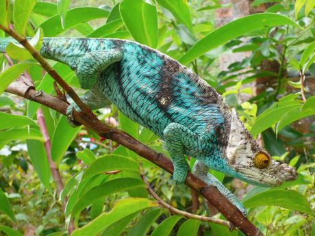 Endemický chameleon Parsonův se vyskytuje na omezeném území ostrova