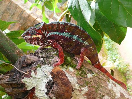 Chameleon pardálí rozhodně zaujme svým zbarvením