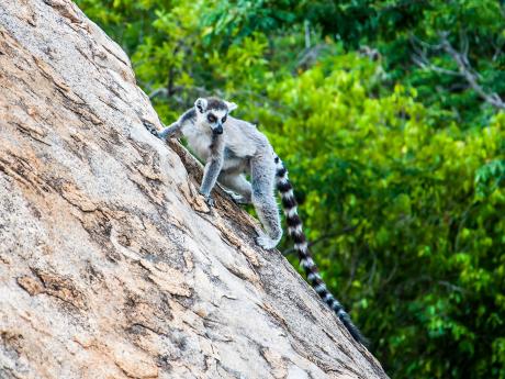 Nejznámějším lemurem na Madagaskaru je lemur kata