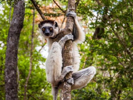 Lemuři sifakové se vyskytují pouze na Madagaskaru