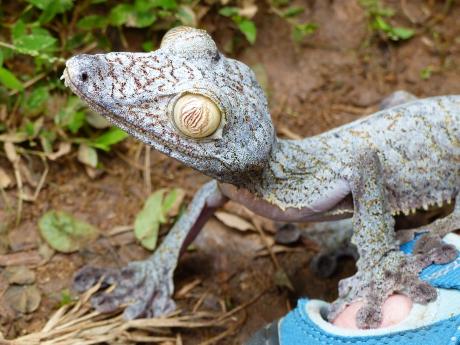 Ploskorep třásnitý je druh gekona žijící ve východní části Madagaskaru