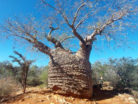 V NP Tsimanampetsotsa stojí nejstarší baobab Madagaskaru
