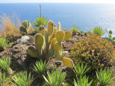 Mezi zástupce madeirské flory patří mimo jiné různé kaktusy a sukulenty