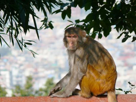 Opice v Káthmándú často lezou po svatyních a kradou z nich obětiny