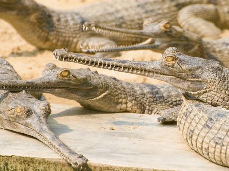 Gaviálové indičtí líně se povalující na březích řeky v NP Čitvan