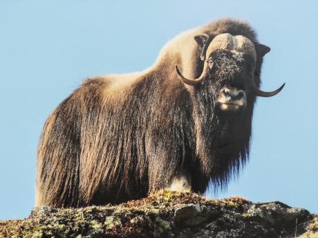 Národní park Dovrefjell-Sunndalsfjella je známý výskytem pižmoně severního