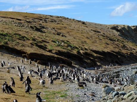 Kolonie tučňáků magellanových na Isla Magdalena odhadem čítá 60 000 párů