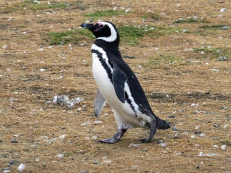 Roztomilá houpavá chůze tučňáka magellanského