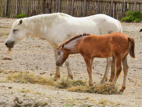 Polodivocí koně z Camargue se rodí hnědí a postupně bělají 