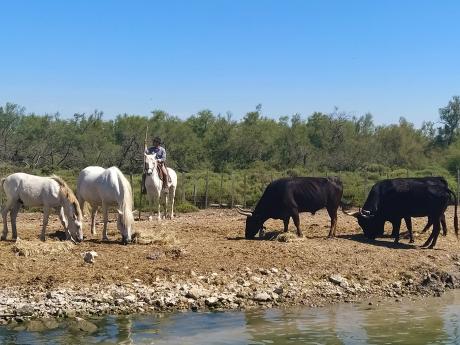 Polodivocí býci a koně jsou k vidění v přírodní rezervaci Camargue