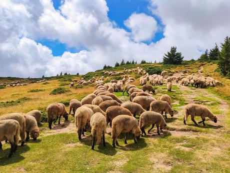 Rumunské hory jsou plné ovčích stád 