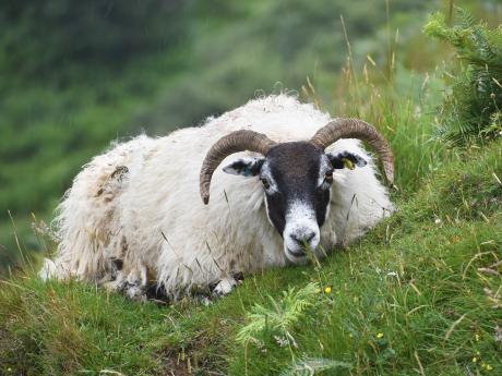 Britské plemeno ovce "Lonk" se chová také v horském pásmu Trotternish
