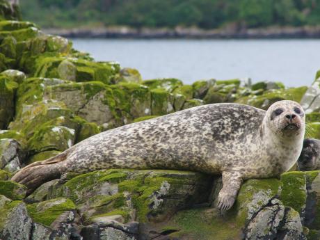 Pozorování tuleňů v okolí ostrova Skye