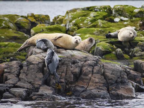Kolonii tuleňů můžete spatřit během lodního výletu z Plocktonu