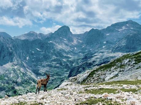 V okolí Triglavu můžete často pozorovat kozorožce i kamzíky