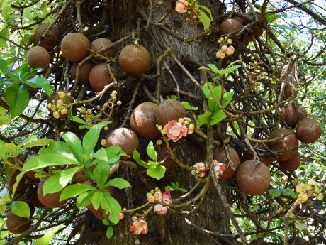 V botanické zahradě Peradeniya roste například zvláštní lončatník guyanský