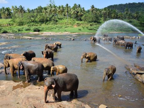 Stádo slonů ze sirotčince Pinnawala při dopoledním koupání 