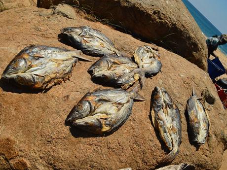 Sušení ryb v Negombu