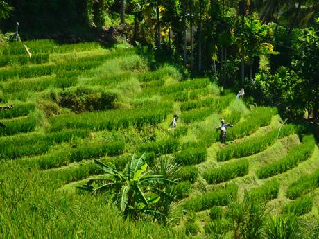 Pěstování rýže na Srí Lance má bohatou tradici