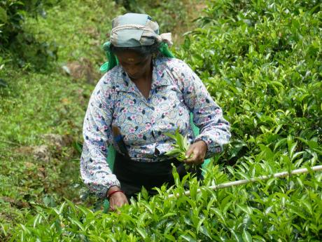 Ženy tráví na čajových plantážích celý den a musí nasbírat několik kg čaje