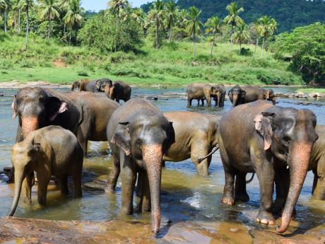 Sloni jsou jedním ze symbolů ostrova Srí Lanka