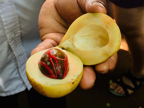 Srílanská spice garden odhalí i tajemství muškátového oříšku
